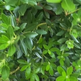 Photo of the plant species Alpenrose by @CleverIvygourd named da Vinci on Greg, the plant care app