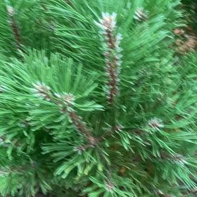 Photo of the plant species Swiss Mountain Pine by @CleverIvygourd named Rainier on Greg, the plant care app