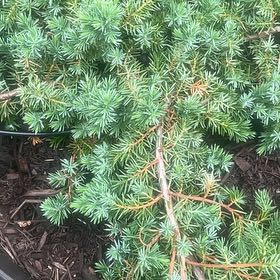 Photo of the plant species American Common Juniper by @CleverIvygourd named Gomez on Greg, the plant care app
