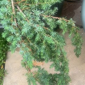 Photo of the plant species American Common Juniper by @CleverIvygourd named Peter Parker on Greg, the plant care app