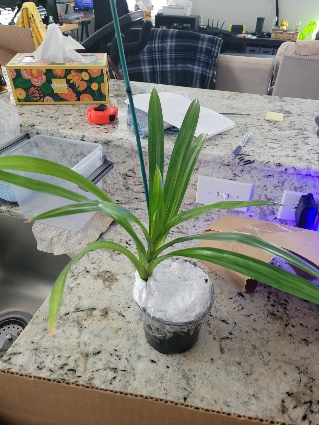 Pandan plant in a small pot on a kitchen counter, covered soil.