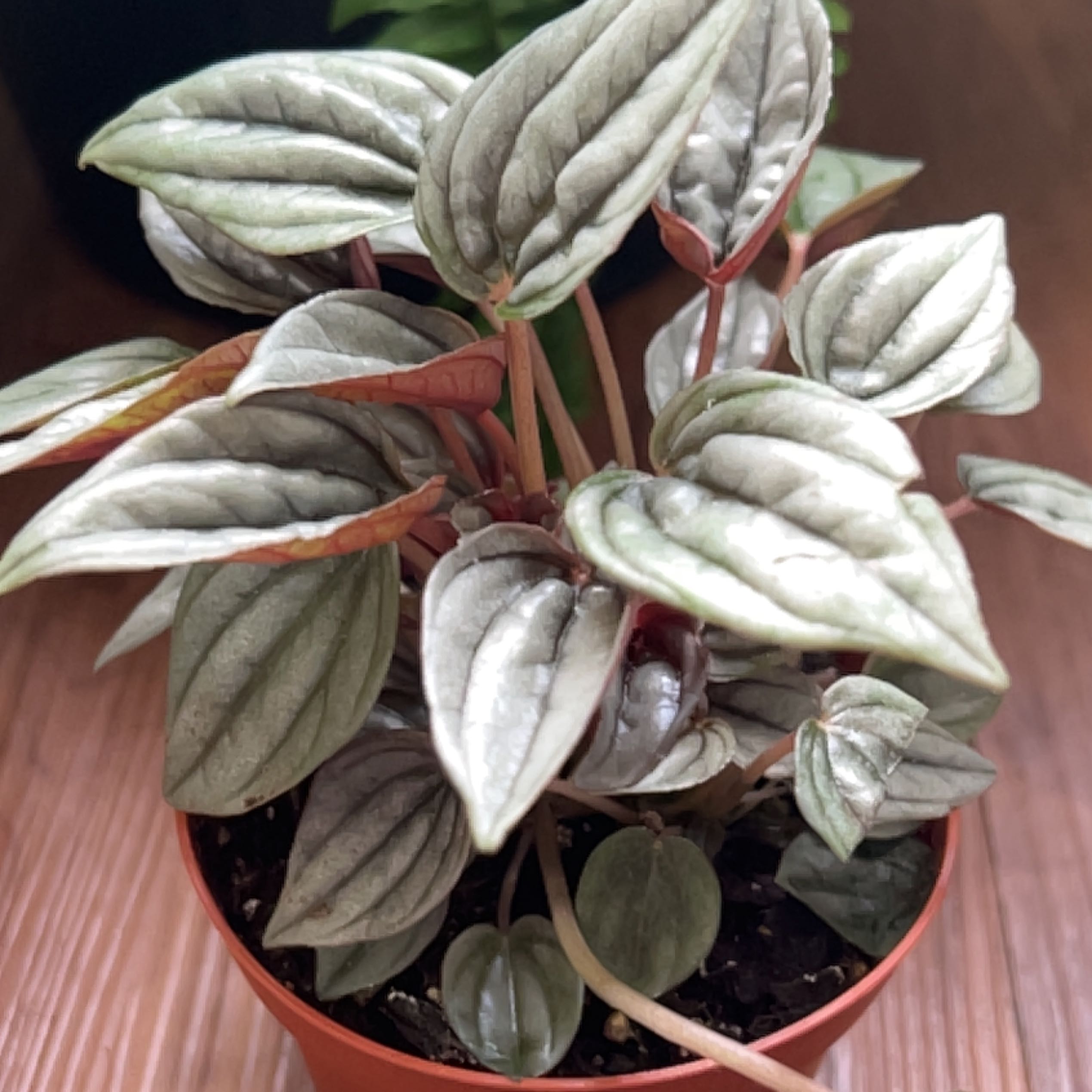 Photo of the plant species Peperomia Dwarf Watermelon by @SprightlyMelon named Pepperoni on Greg, the plant care app