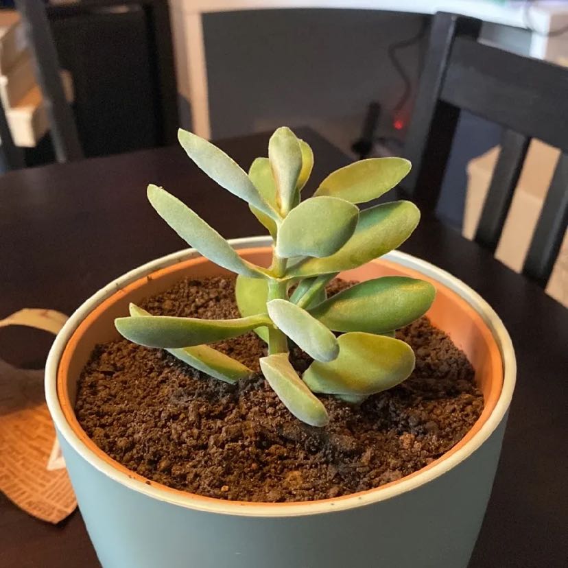 Potted Crassula rogersii succulent with healthy, fleshy leaves and visible soil.