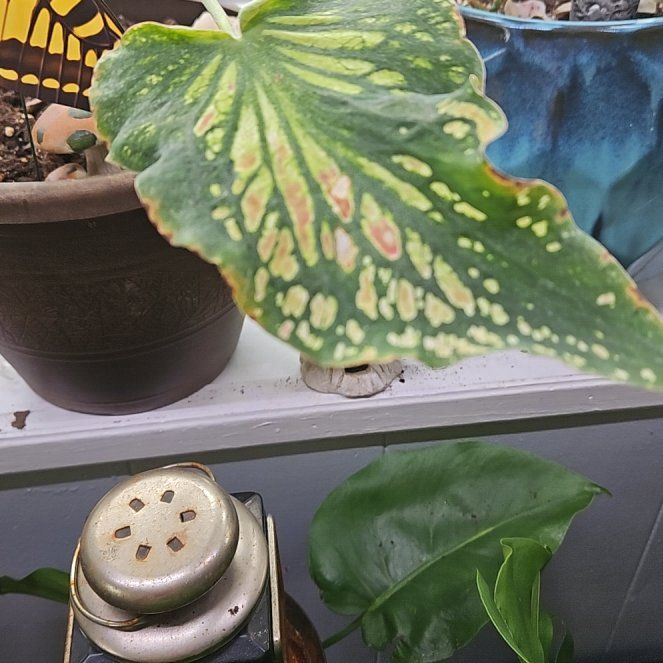 Photo of the plant species Caladium 'Thai Beauty' by @JazzyBladderpod named Lavender on Greg, the plant care app
