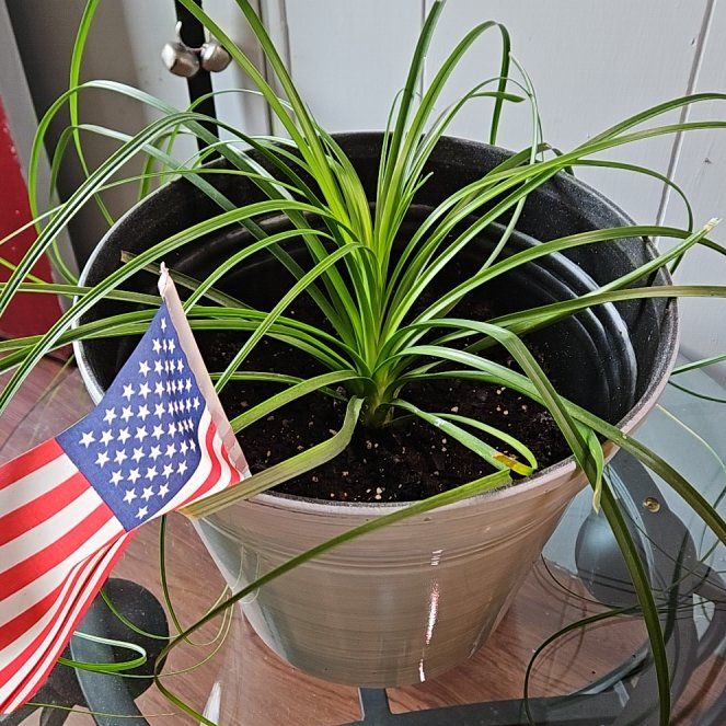 Photo of the plant species Elephant Tree by @BoldDeergrass named Darwin on Greg, the plant care app