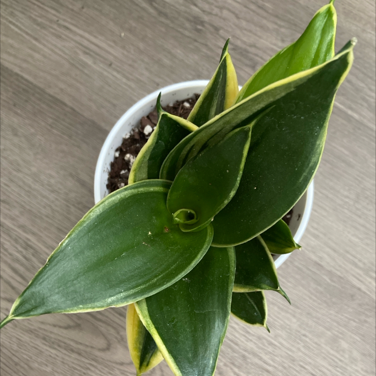 Black Star Snake Plant in a white pot with dark green leaves and yellow edges.