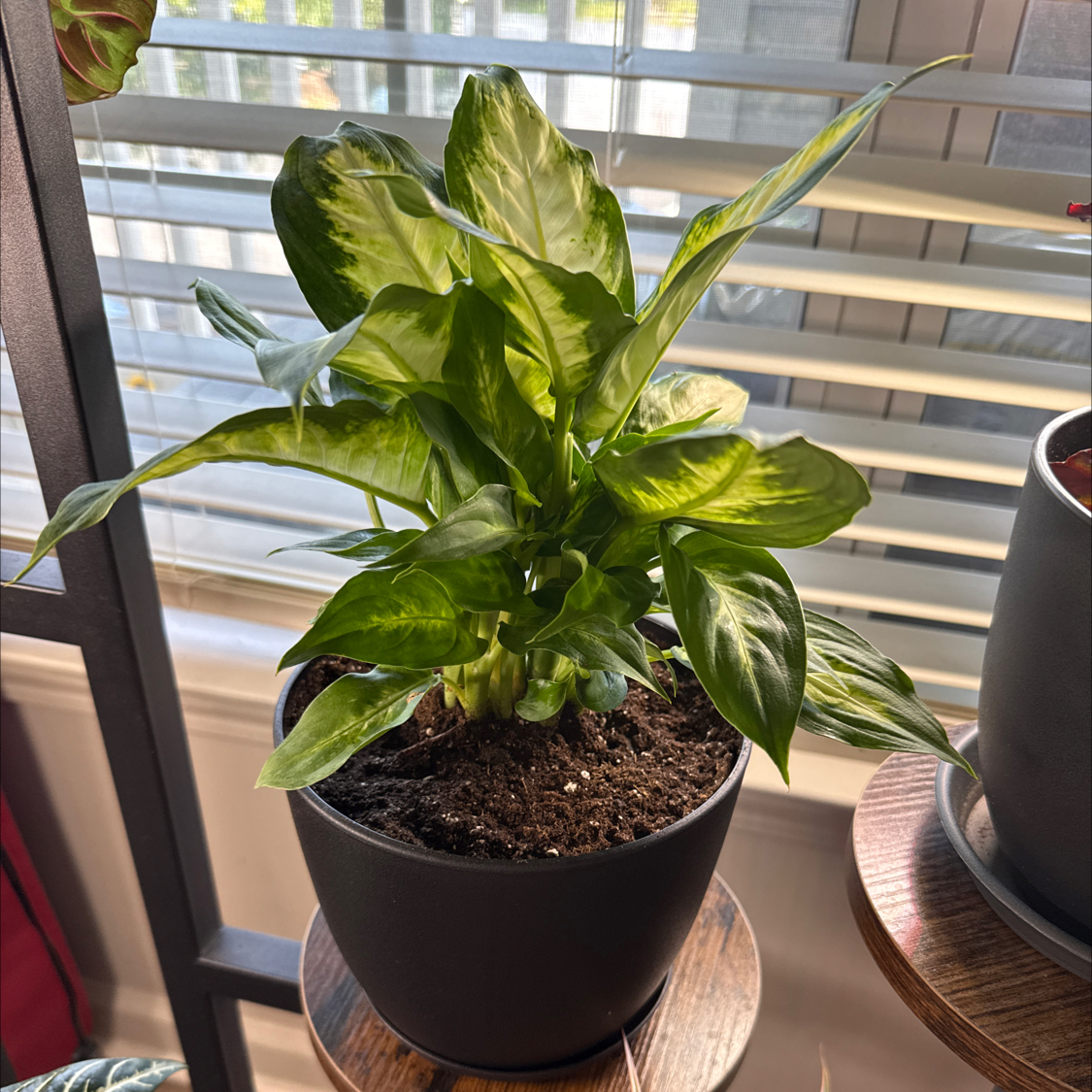 Photo of the plant species Diffenbachia Mariana by @LaineyLOL named Marianne on Greg, the plant care app