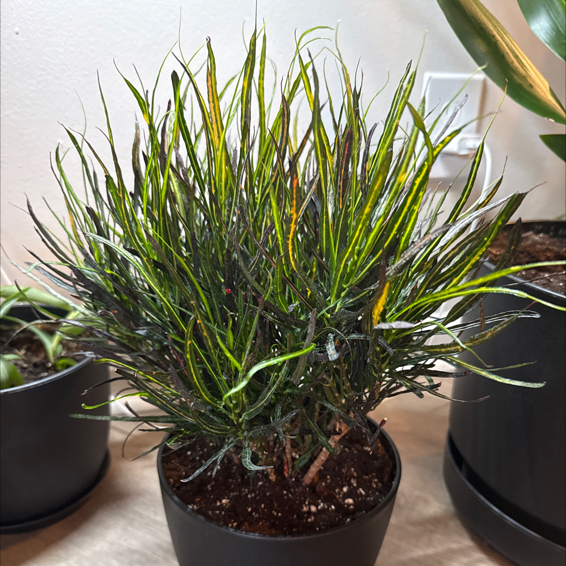 Photo of the plant species Picasso's Paintbrush by @LaineyLOL named Picasso on Greg, the plant care app