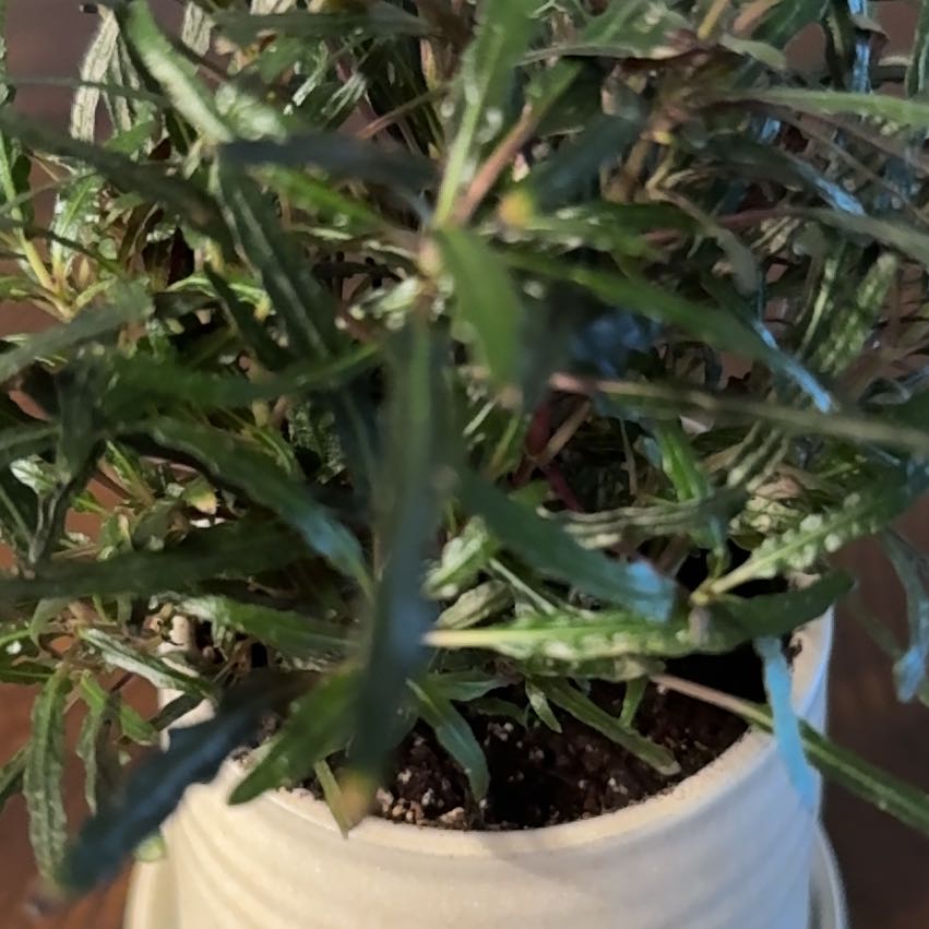 Photo of the plant species Hemigraphis 'Razor Leaf' by @LaineyLOL named Baby Petey 🐉 on Greg, the plant care app
