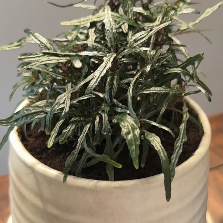Photo of the plant species Hemigraphis 'Razor Leaf' by @LaineyLOL named Mama Dragon 🐉 on Greg, the plant care app