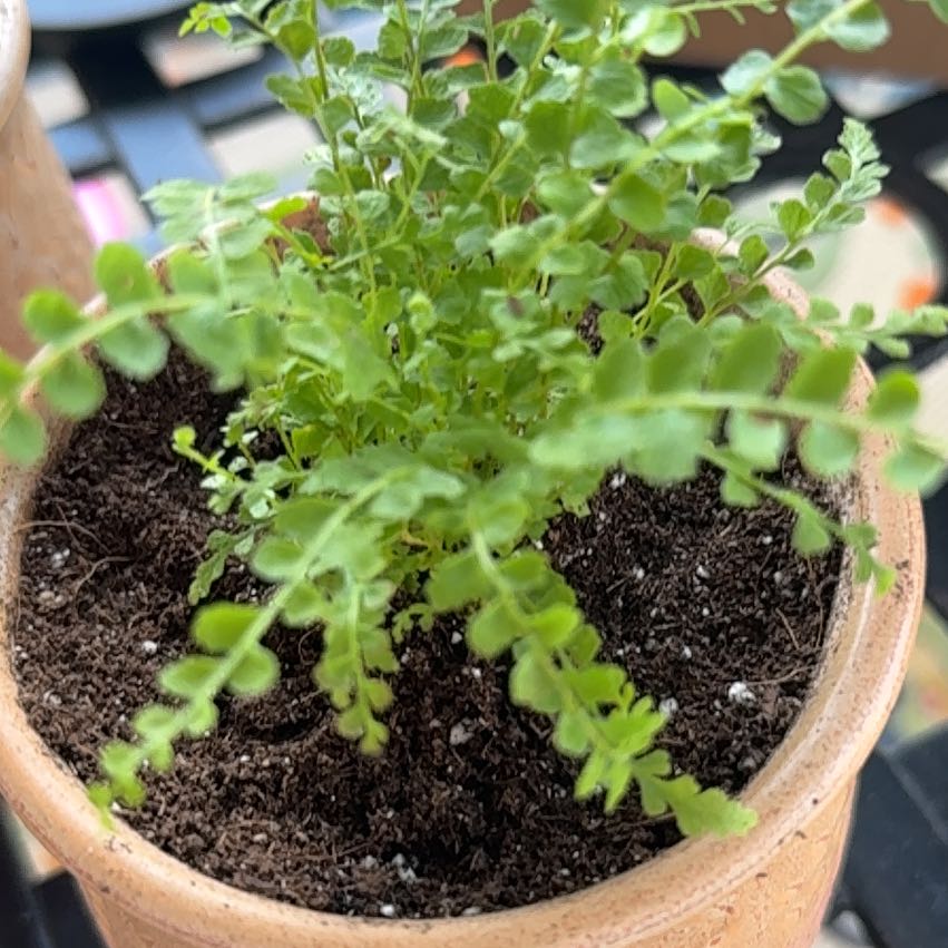Photo of the plant species Lemon Button Fern by @LaineyLOL named The Benjamins on Greg, the plant care app