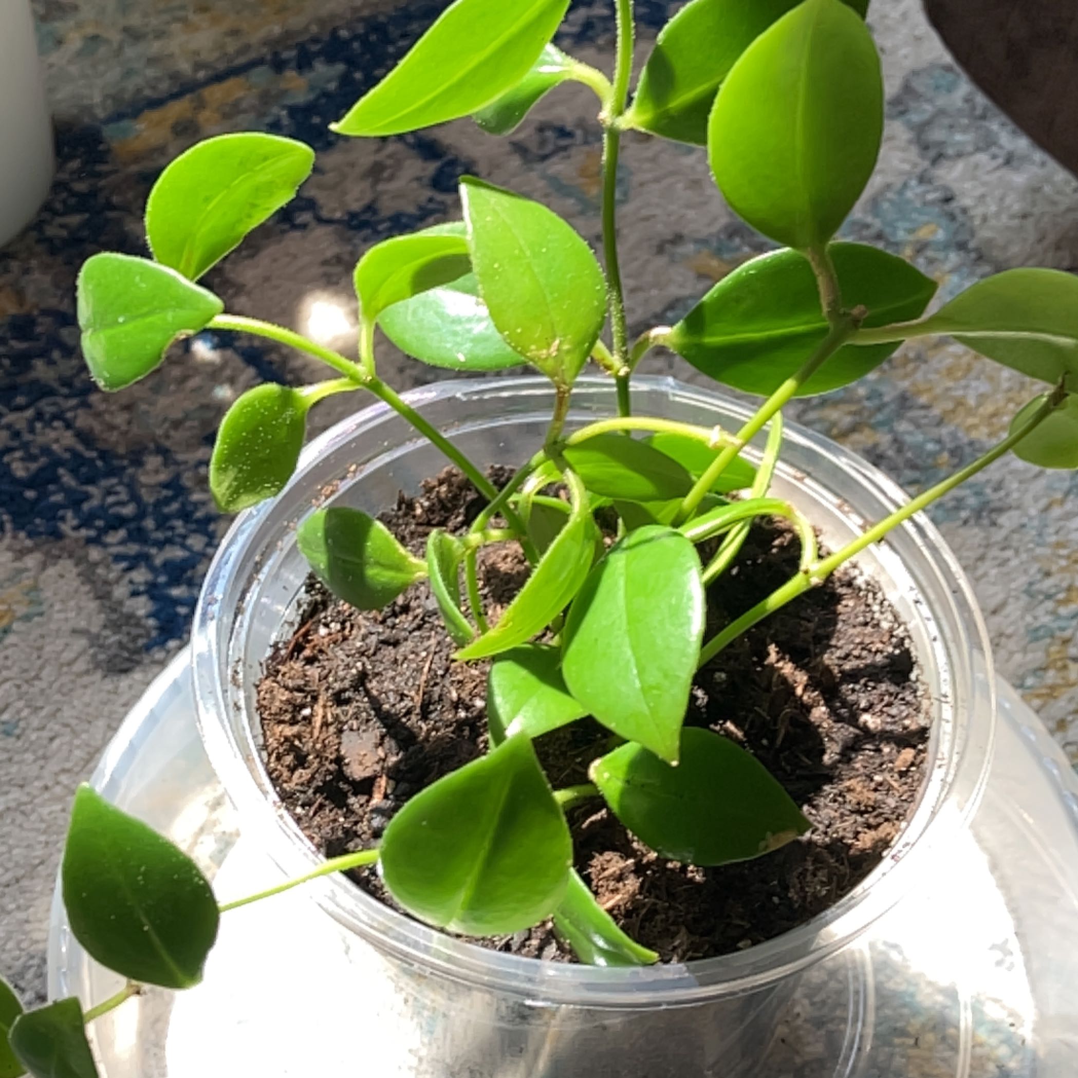 Healthy Lipstick Plant in a clear plastic pot with visible soil.