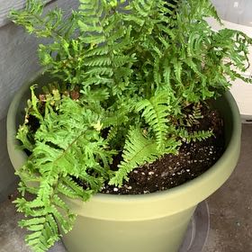 Photo of the plant species Golden-Scale Male Fern by @BigCurlyslim named Peter Parker on Greg, the plant care app