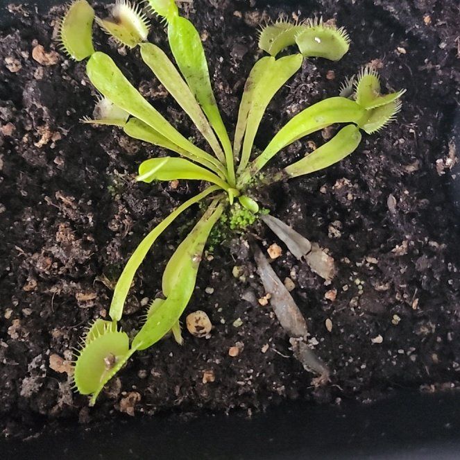 Photo of the plant species Venus Flytrap by @WiseSilkvine named Zeus on Greg, the plant care app