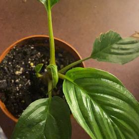 Photo of the plant species Batflower by @GenuineKoa named Drake on Greg, the plant care app