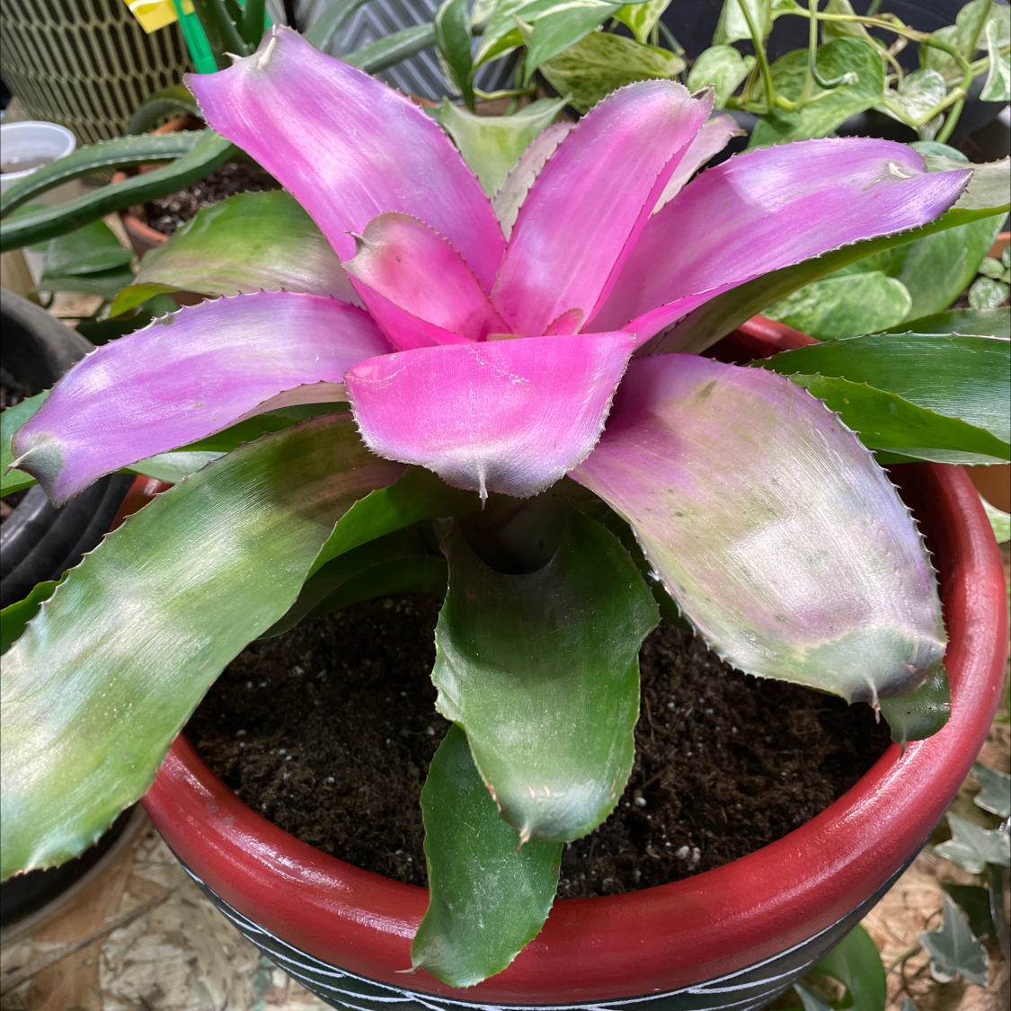 Photo of the plant species Neoregelia 'Magali' by @LeadingAraceae named Kendall on Greg, the plant care app