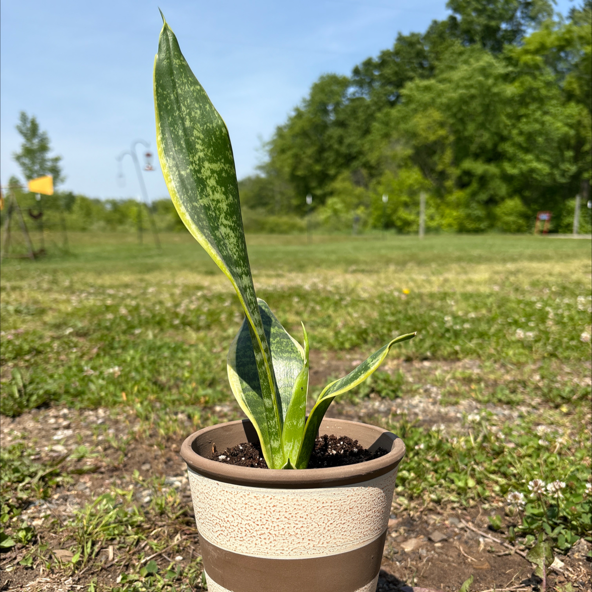 Photo of the plant species Snake Plamt by @LeadingAraceae named Herman on Greg, the plant care app