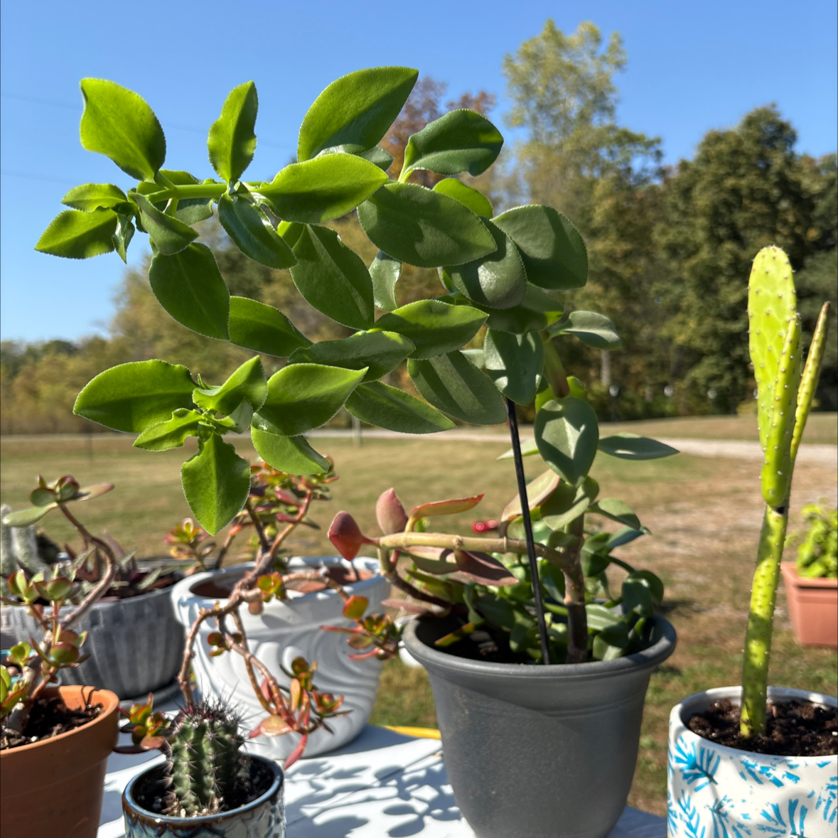 Photo of the plant species Crassula sarmentosa Harv. by @LeadingAraceae named Elle on Greg, the plant care app