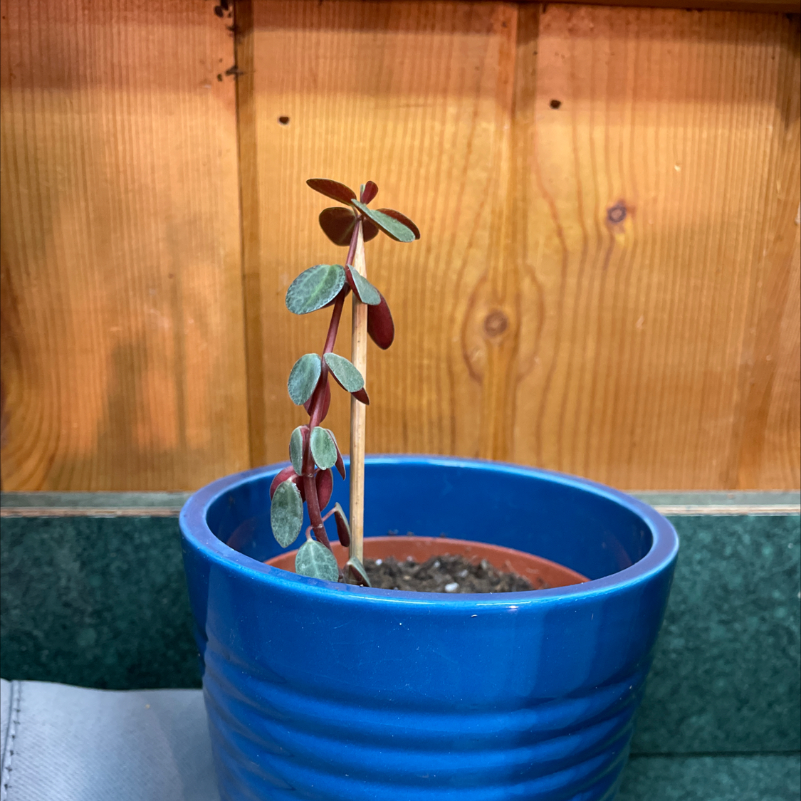 Photo of the plant species Peperomia verticillata 'Red Twist' by @LeadingAraceae named da Vinci on Greg, the plant care app