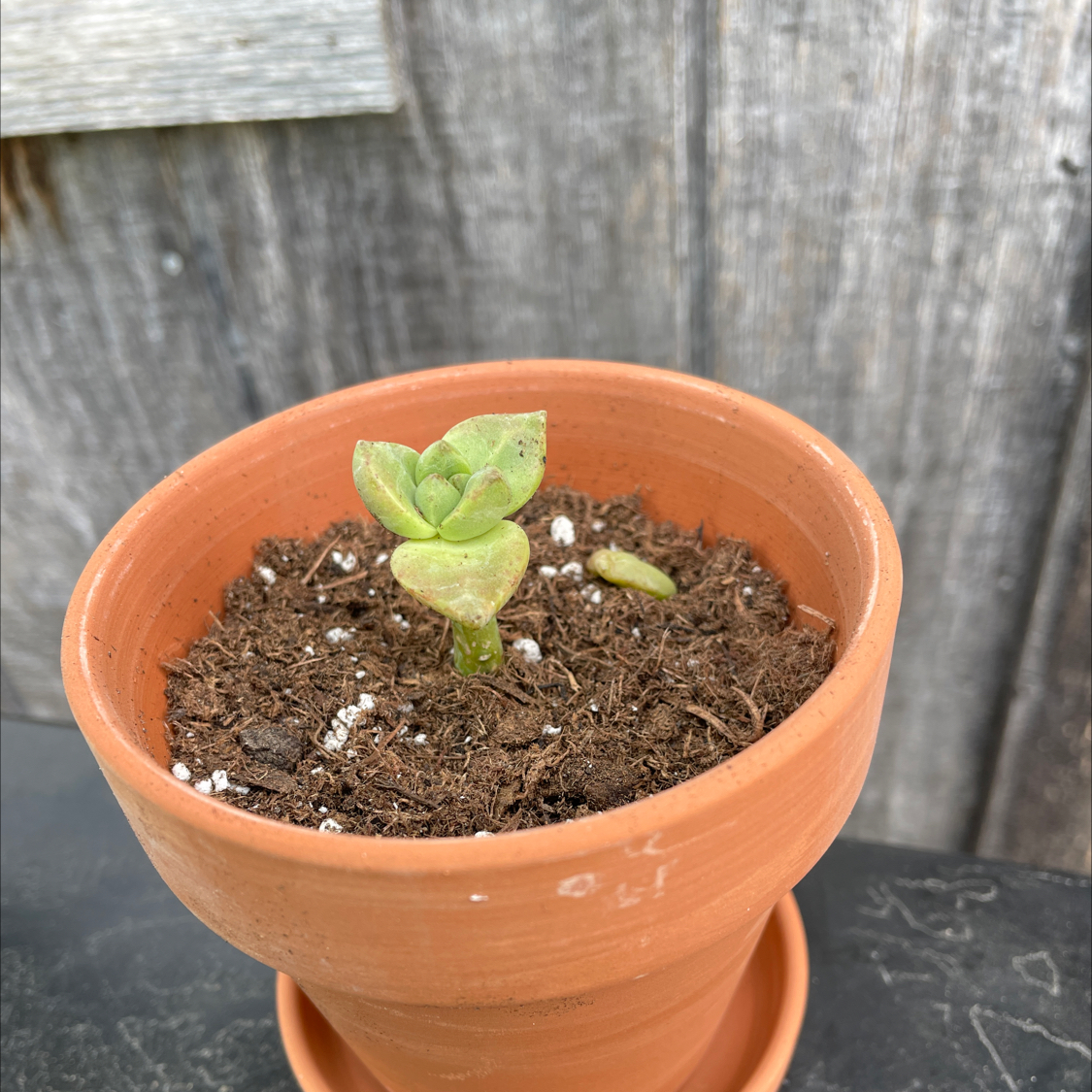 Sedum treleasei plant in a terracotta pot with visible soil and some yellowing and browning leaves.