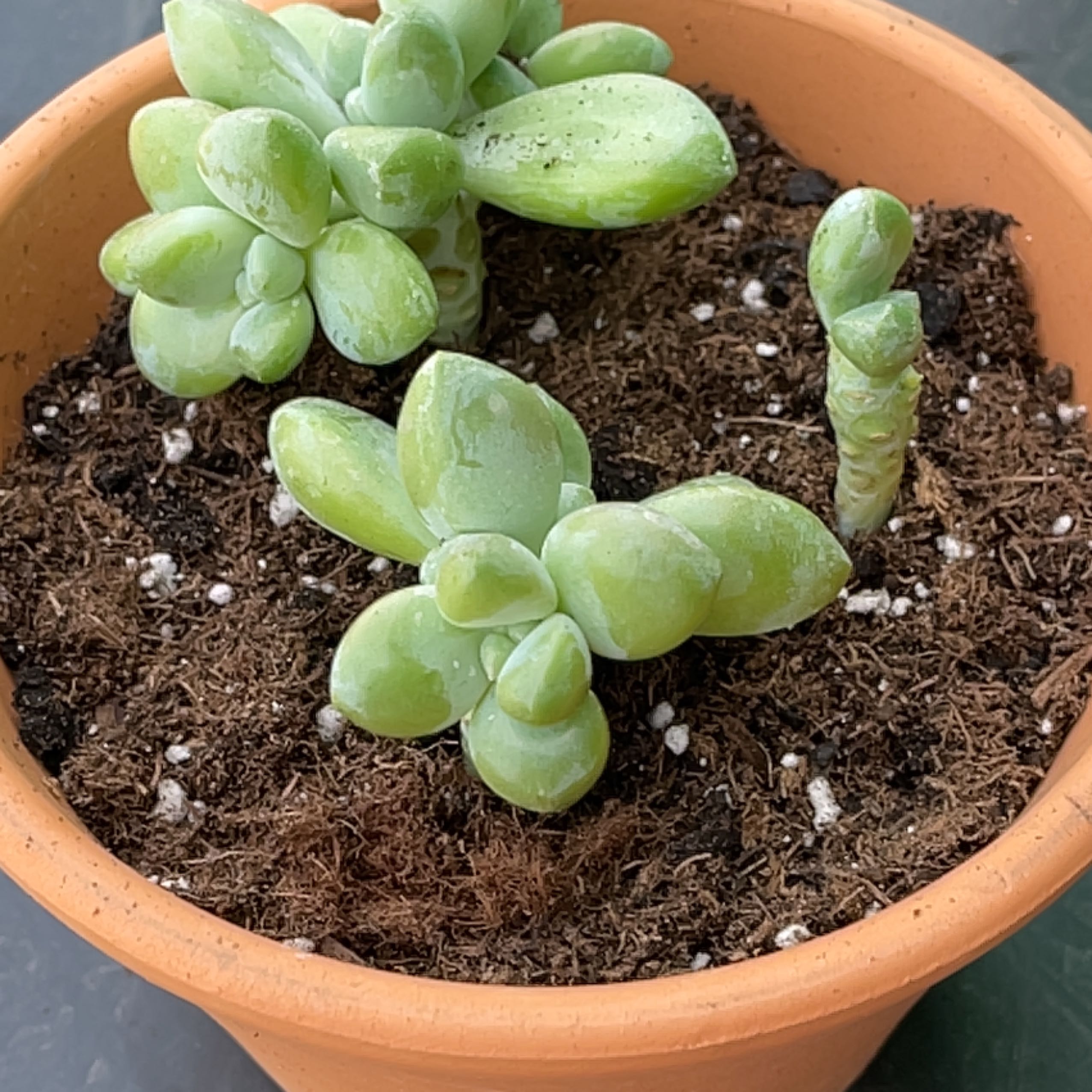 Potted Sedum treleasei succulent with thick, fleshy leaves in well-drained soil.