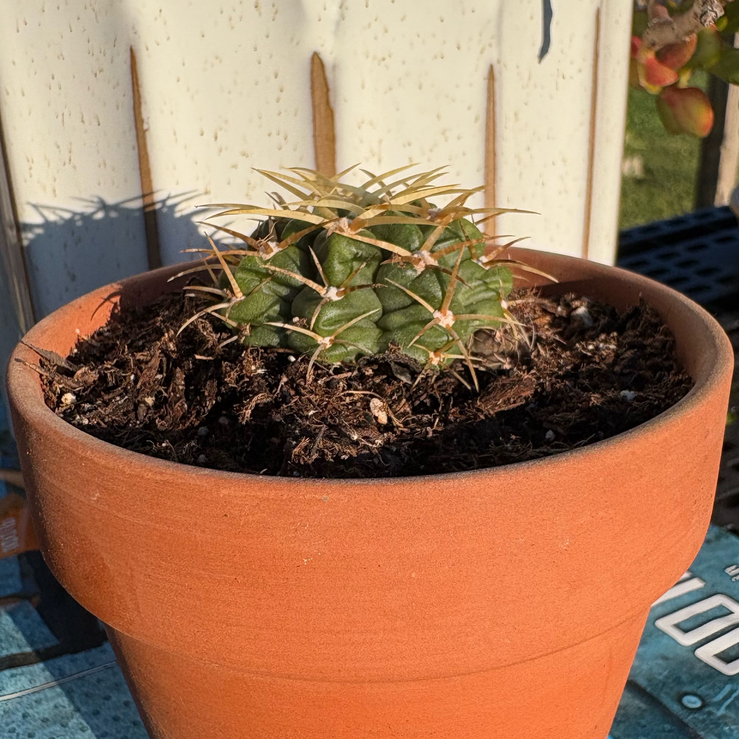 Photo of the plant species Crested Elephant's Tooth by @LeadingAraceae named Damascus on Greg, the plant care app