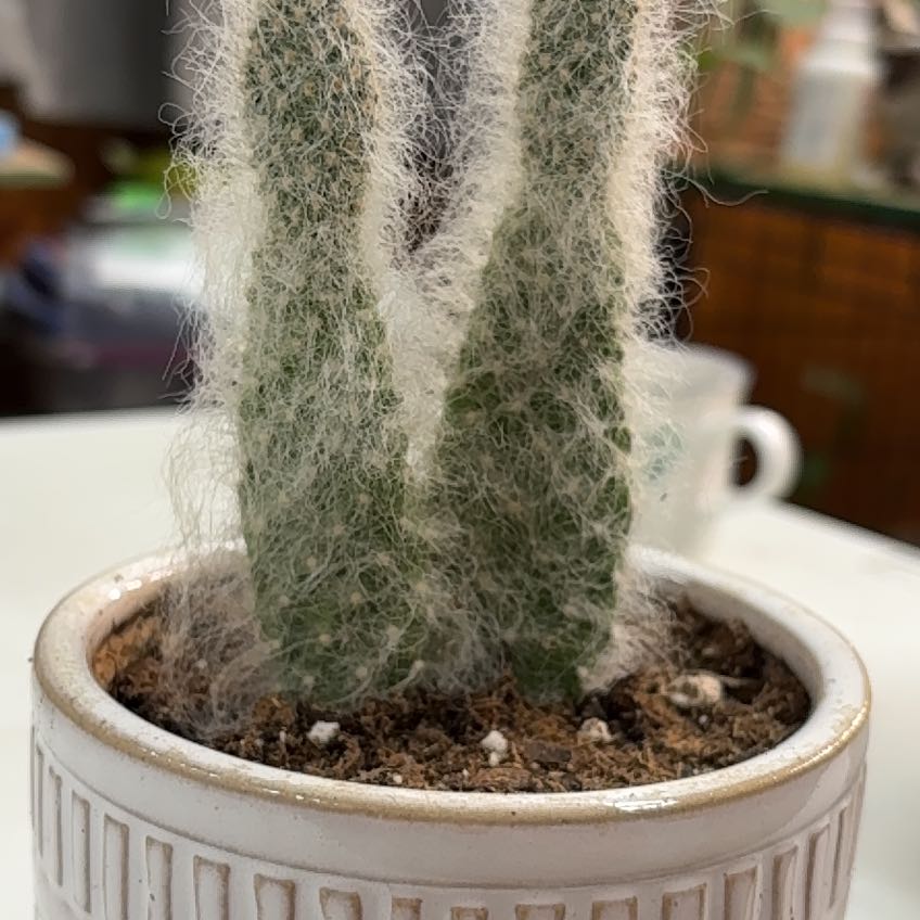Photo of the plant species Snow Fuzzy by @LeadingAraceae named Conrad on Greg, the plant care app