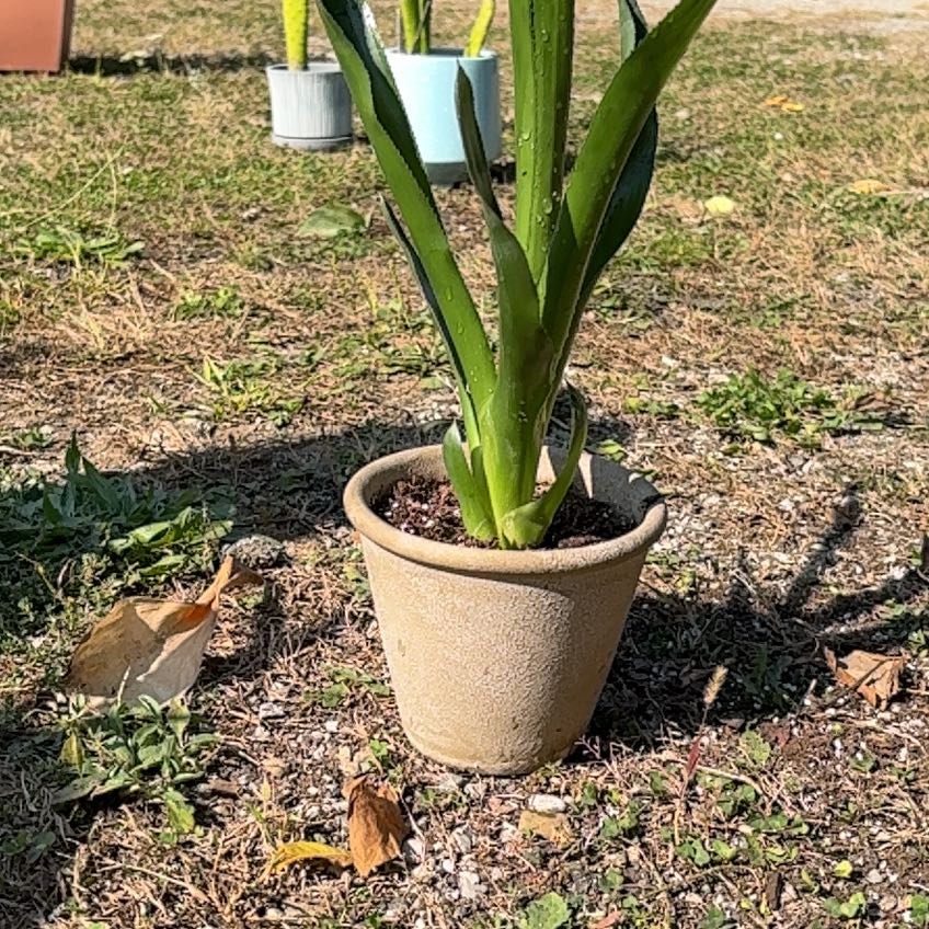 Photo of the plant species Neoregelia 'Magali' by @LeadingAraceae named Ken on Greg, the plant care app