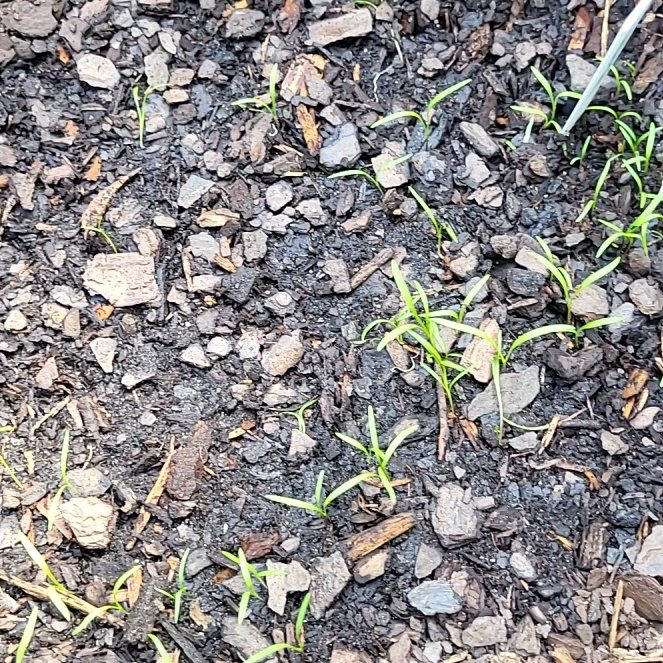 Photo of the plant species Chantenay Red Cored Carrot by @Rainbow named ChloroPhil on Greg, the plant care app