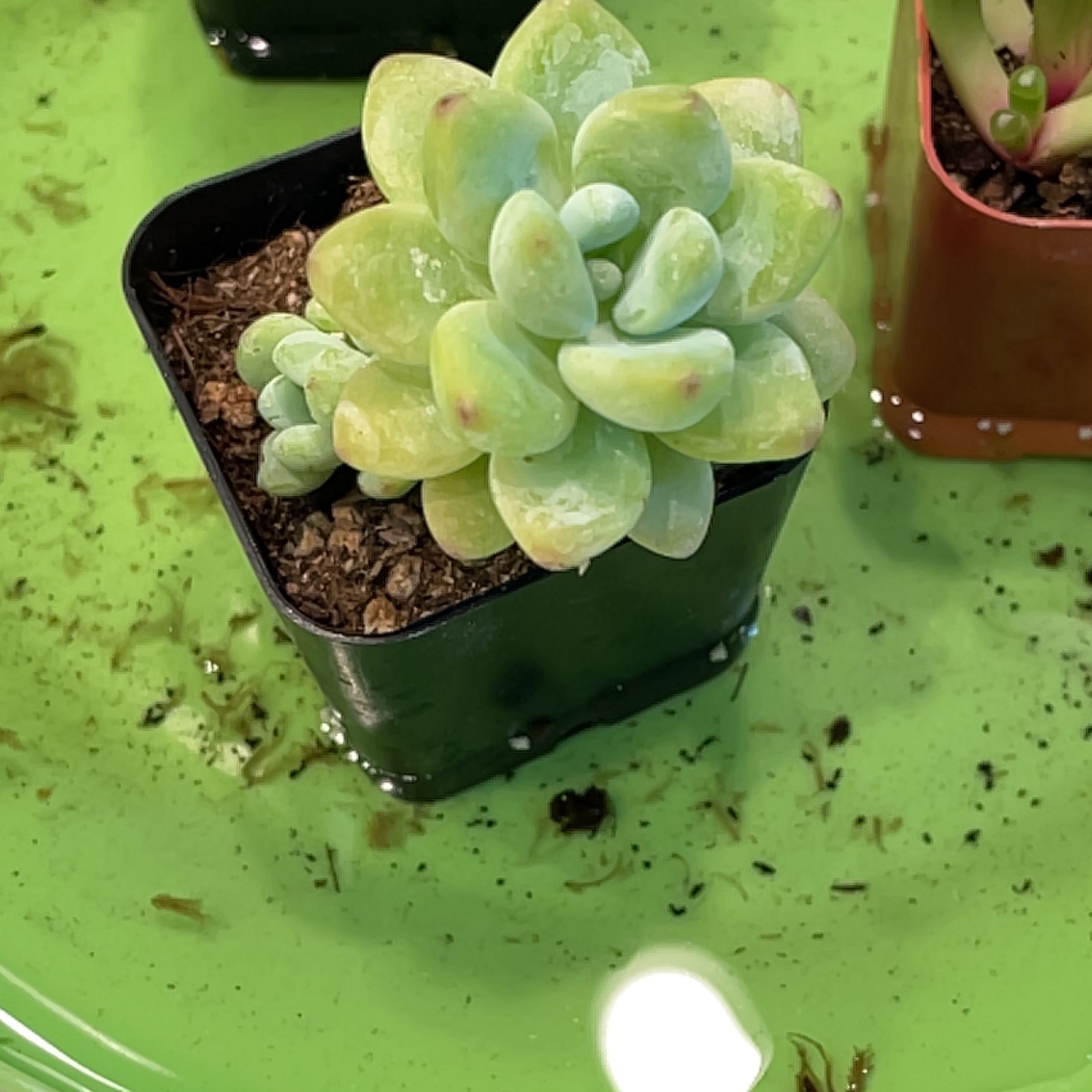 Sedum treleasei succulent in a black pot on a green surface, appears healthy.