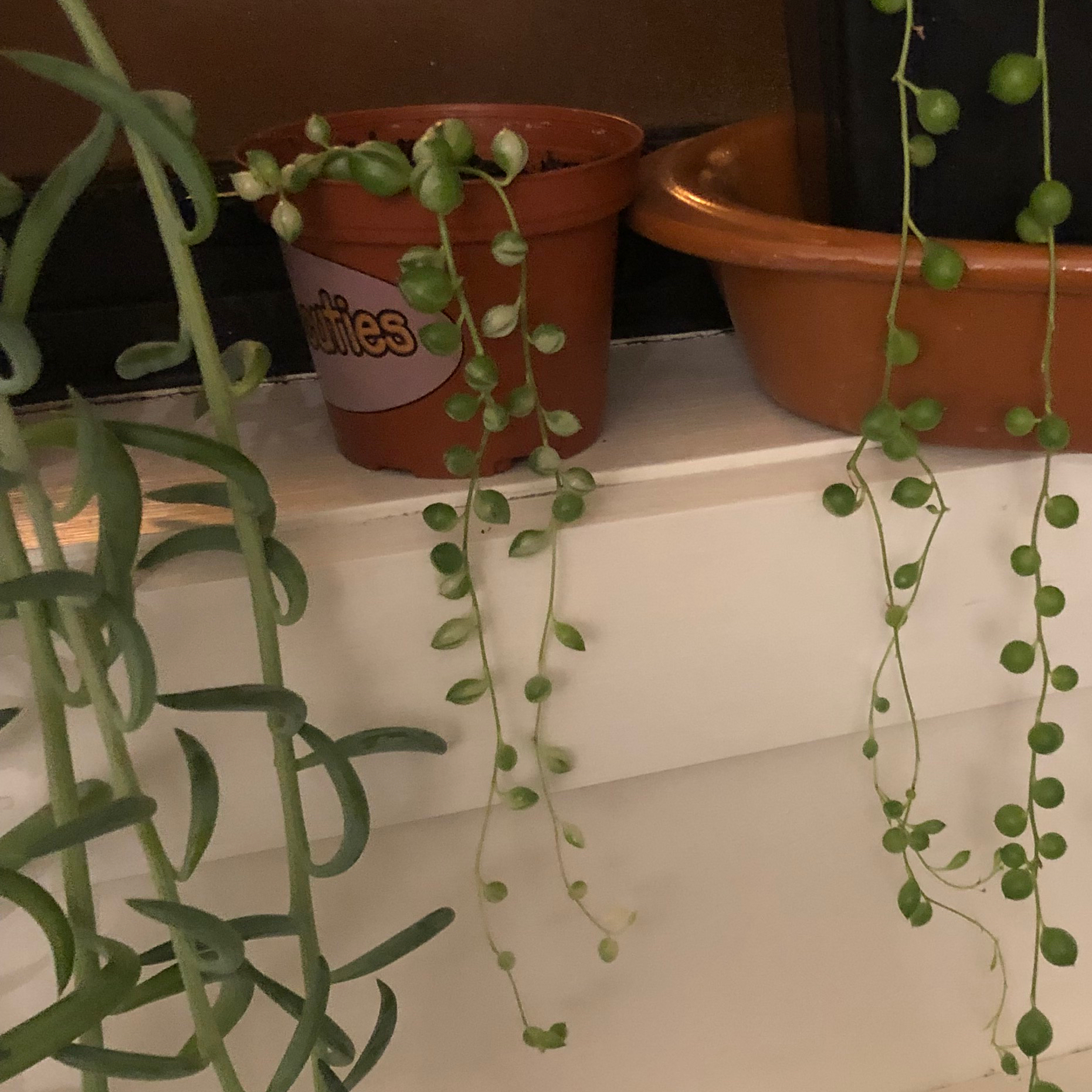Variegated String of Pearls plant in a small pot with healthy green leaves.