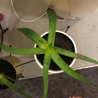 Aloe vera plant in Dunedin, Otago