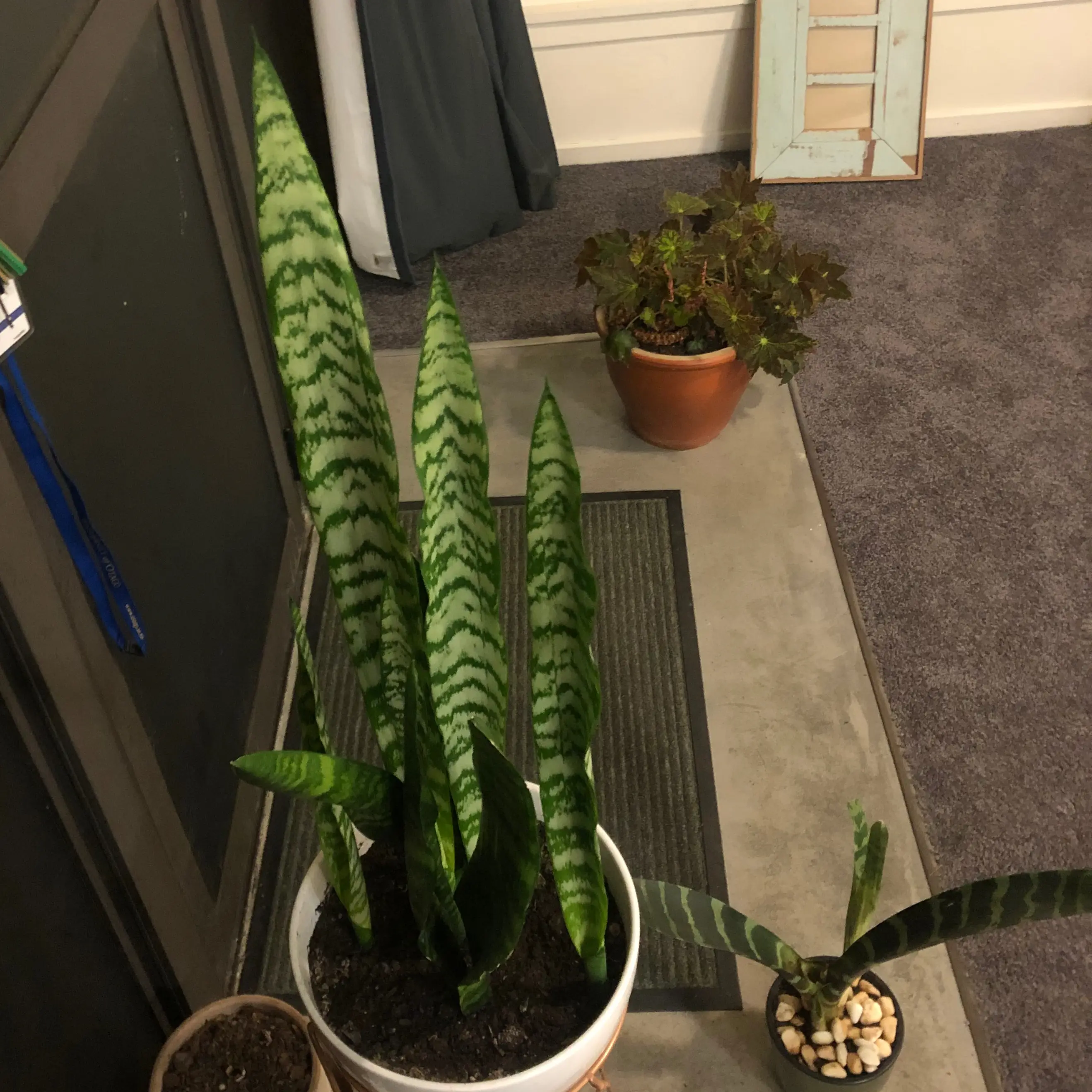 Snake Plant plant photo by @TropicalWreck named William on Greg, the plant care app.