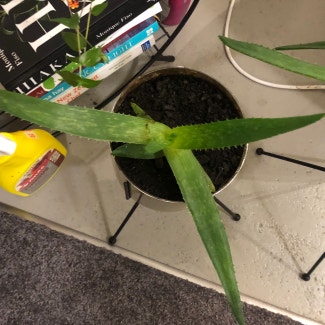 Aloe vera plant in Dunedin, Otago
