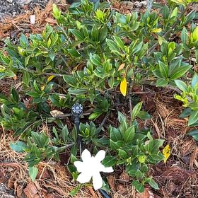 Photo of the plant species Gardenia augusta Magnifica by @QuickPipevine named Mando on Greg, the plant care app
