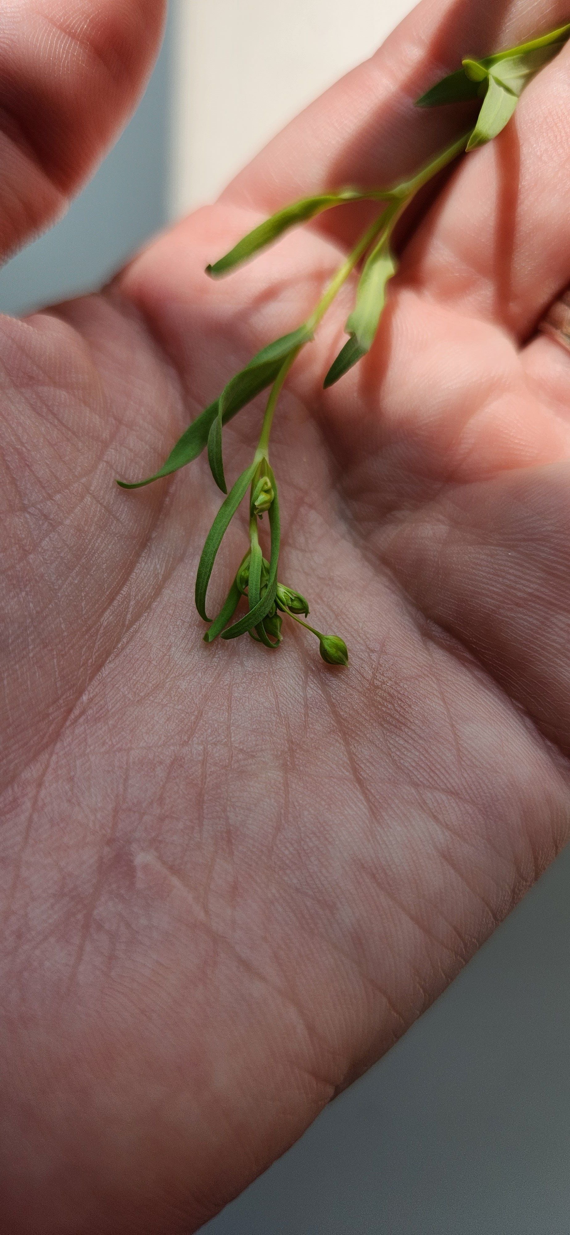 Plant care for Flax 'Danube' on Greg, the plant care app