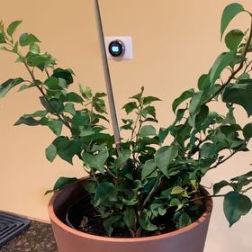 Photo of the plant species Barbara Karst Bougainvillea by @QueenLemonbalm named Lavender on Greg, the plant care app