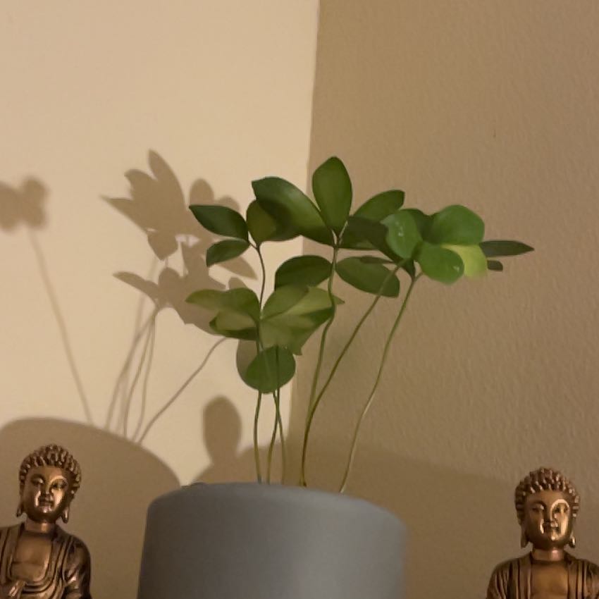 Cardboard Palm plant in a pot with green leaves, well-framed and centered.