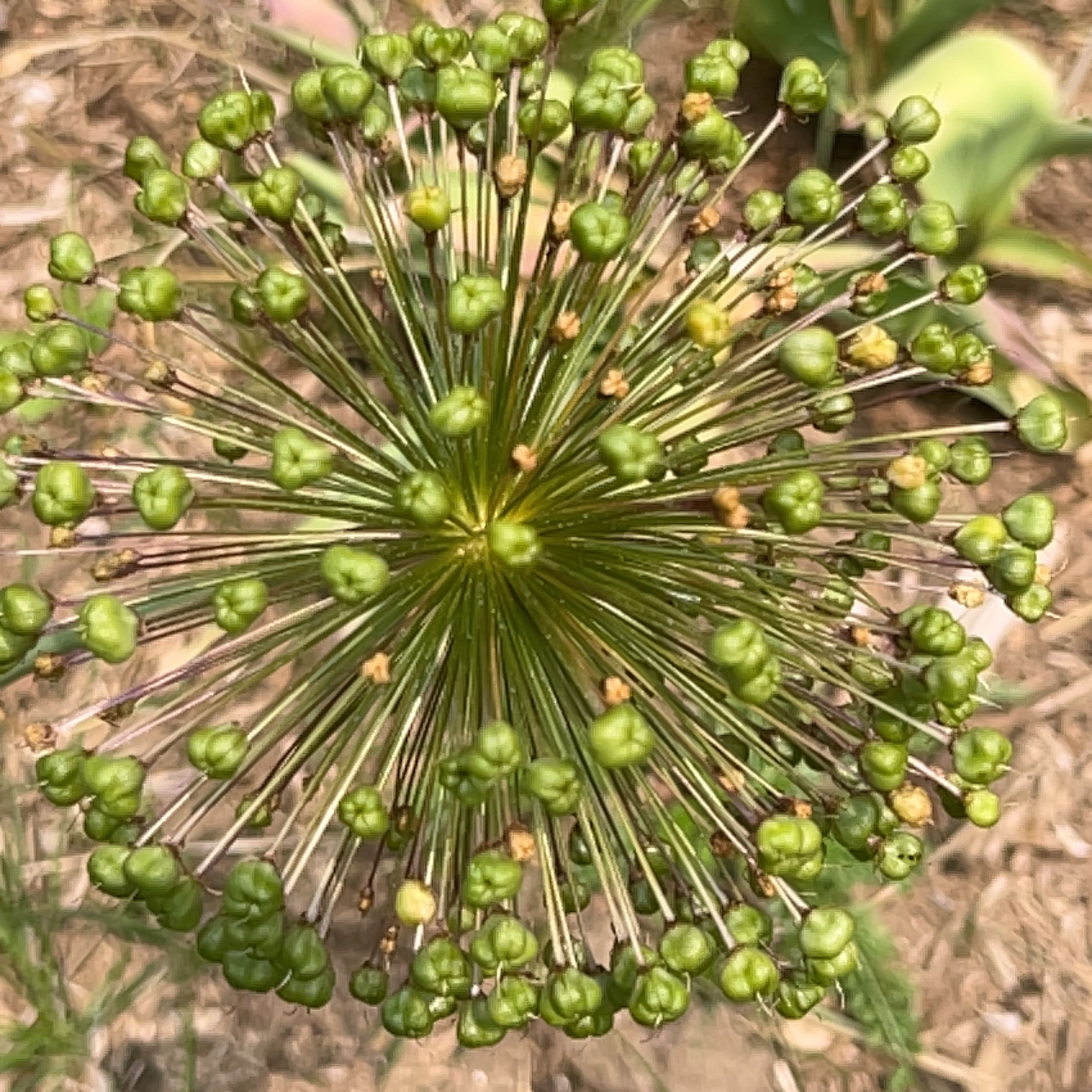 Close-up of an Elephant Garlic flower head, showing green buds.