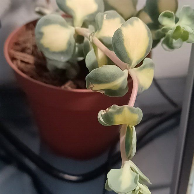 Photo of the plant species Hylotelephium sieboldii 'Variegatum' by @RedcarpetRedcap named Harmony on Greg, the plant care app