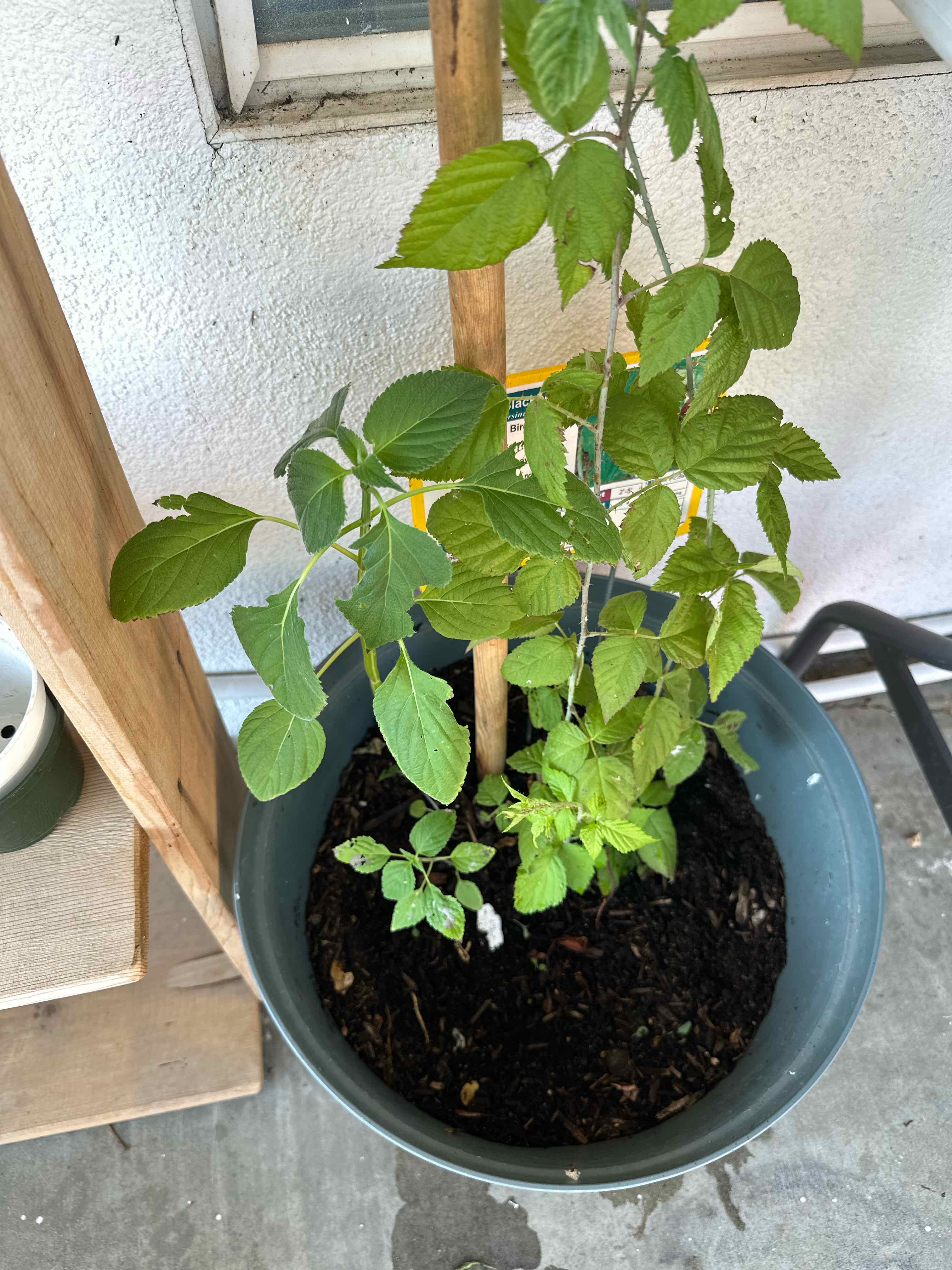 Potted California Blackberry plant with healthy green leaves and visible soil.