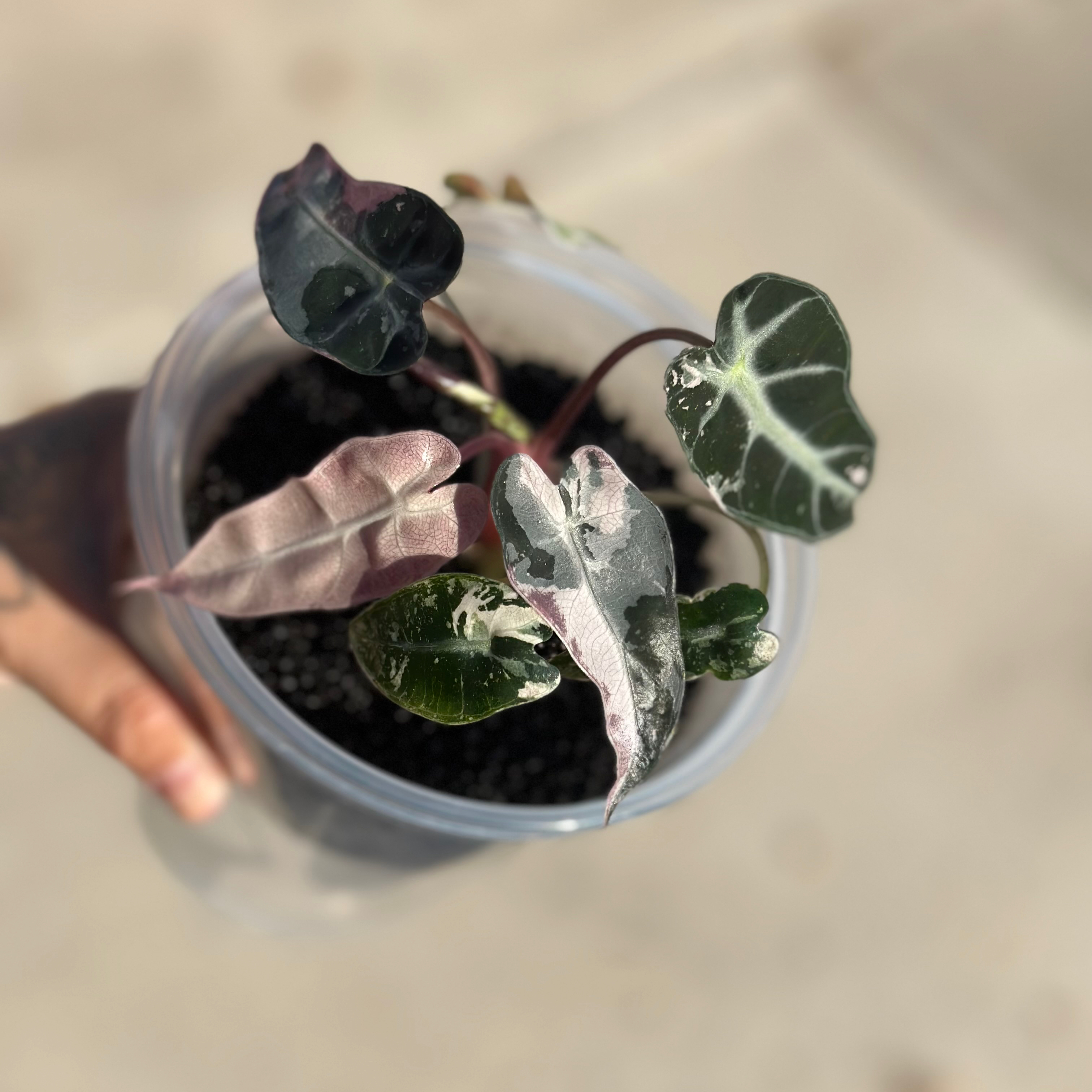 Photo of the plant species Alocasia 'Bambino Pink Variegated' by @Sandxo named Bambino pizzarino on Greg, the plant care app