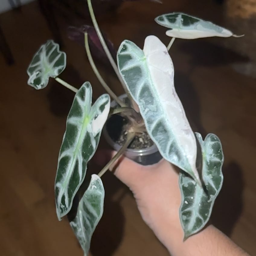Photo of the plant species Alocasia 'Bambino Pink Variegated' by @Sandxo named Luna Rosa on Greg, the plant care app