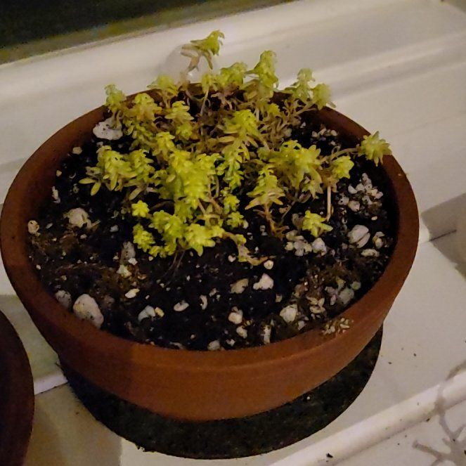 Photo of the plant species Sedum japonicum 'Tokyo Sun' by @CrucialChives named Eva on Greg, the plant care app