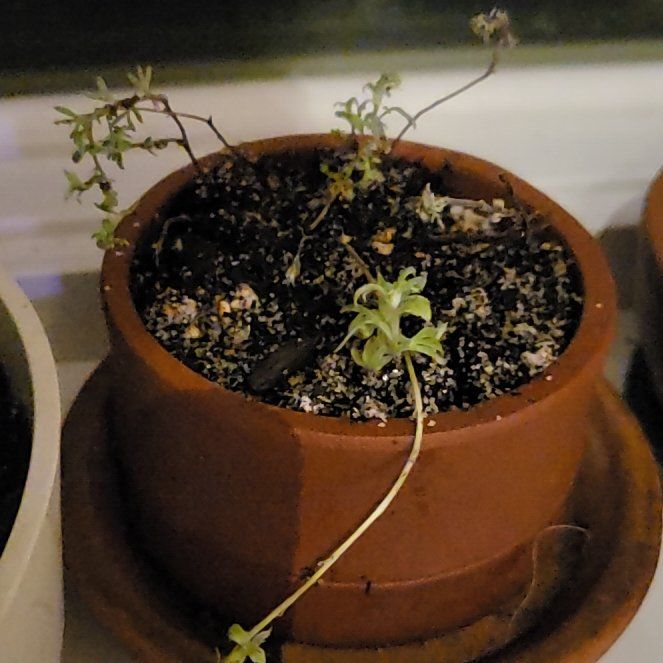 Photo of the plant species silver mound by @CrucialChives named Zion on Greg, the plant care app