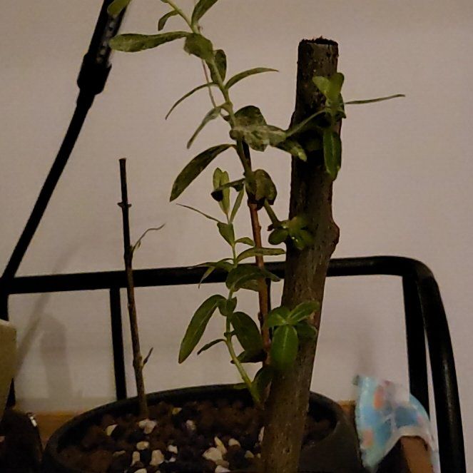 Photo of the plant species Salix Integra Hakuro-Nishiki by @CrucialChives named Bigleef Smalls on Greg, the plant care app