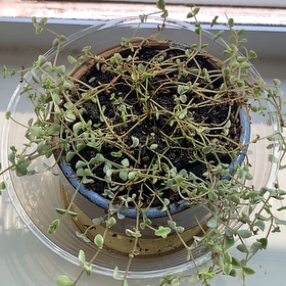 Photo of the plant species mini kitty jade by @AdorableDamsii named Pax on Greg, the plant care app