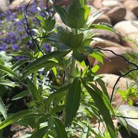 Photo of the plant species Lemon Bergamot by @SharpHawkswing named Tupot amaroot on Greg, the plant care app