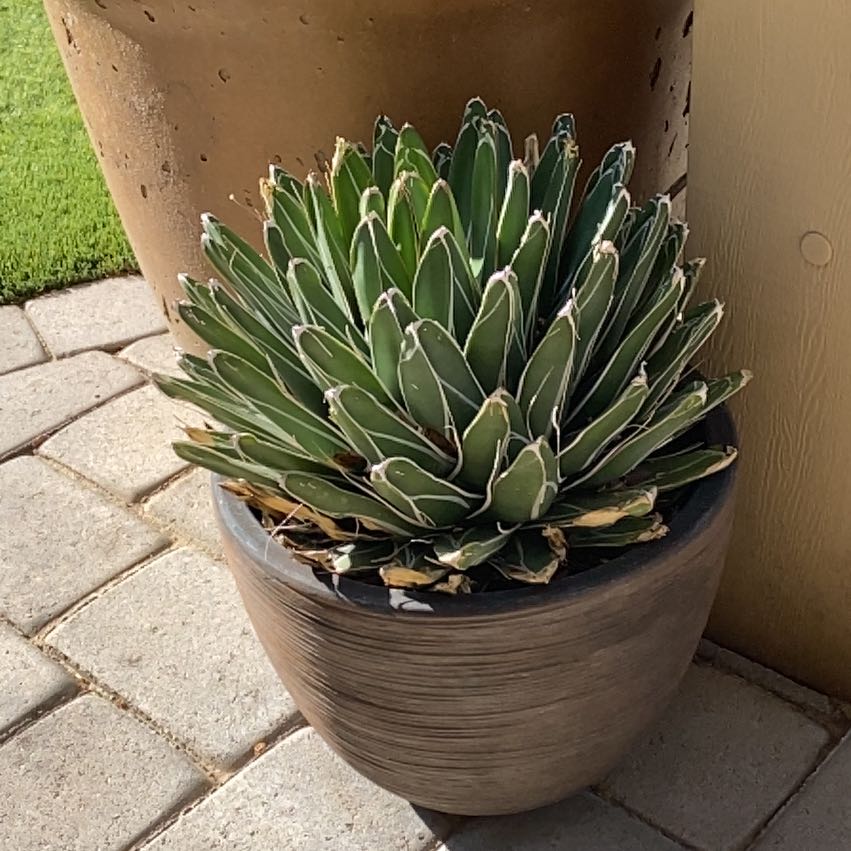 Queen Victoria Agave plant in a pot with slight browning on some leaves.