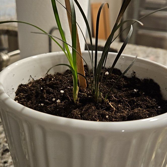 Photo of the plant species Snake Orchid by @PersistentGreen named Xena on Greg, the plant care app